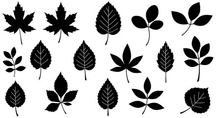 Poster - Leafy Silhouette Collection: A detailed collection of various leaves, each rendered in elegant black, is showcased, offering a diverse range of shapes and textures to celebrate the beauty of nature.