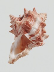 Poster - Natural Seashell Specimen Isolated on White with Glossy Texture and Organic Curves for Craft Supply Marketing and Artistic Inspiration