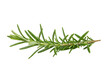 © Daniel - Isolated Fresh Rosemary Sprig with Green Leaves