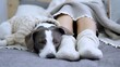 © di_media - Small jack russell dog wearing a cozy knitted sweater sleeping peacefully near a woman's legs, adorned with knitted socks, all snuggled under a warm blanket in bed