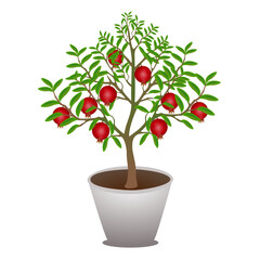 Wall Mural - Pomegranate tree in a pot on a white background..eps