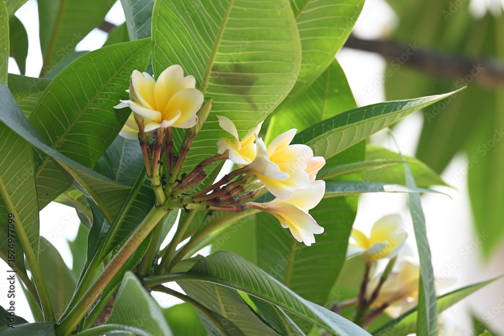 Plumeria rubra flower. It is a deciduous plant species belonging Its ...
