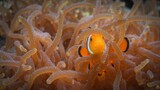 Clownfish in sea anemone