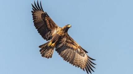 Poster - A majestic eagle soaring gracefully against a clear blue sky, with its wings fully extended, showcasing the beauty and power of avian flight.