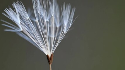 Poster - Dandelion seeds drifting delicately in the breeze during a sunny afternoon in the park