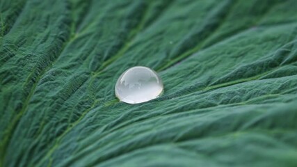 Poster - Water droplet resting on a green leaf showcasing nature's beauty in detail