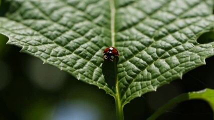 Poster - Ladybug resting on vibrant green leaf in a sunlit garden setting during springtime