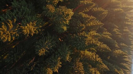 Aufkleber - Golden sunlight filters through a dense forest of evergreen trees during sunset over a tranquil landscape