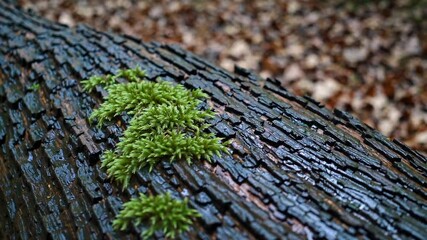 Poster - Moss growing on a fallen log in a serene forest during early morning hours