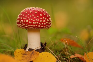 Poster - red mushroom with white stem in grass.