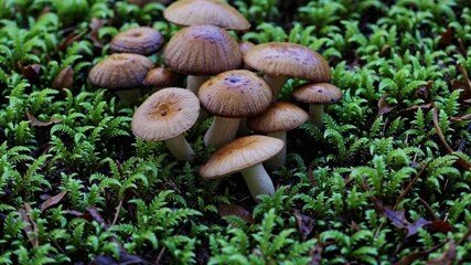 Aufkleber - Discovering unique mushroom clusters thriving among vibrant green ferns in a forest setting during early morning