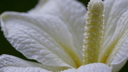 Poster - Close-up view of a white flower with intricate details on its petals and stamen in a lush garden setting