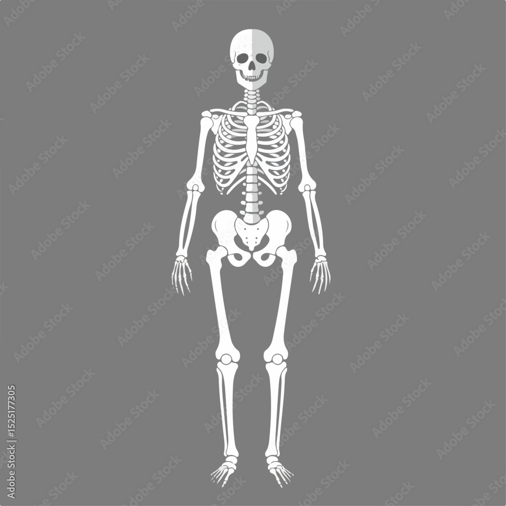 Human skeleton anatomical illustration. Detailed skeletal system ...