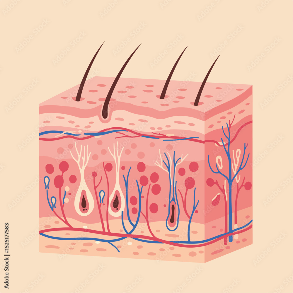 Detailed human skin cross section illustration showing epidermis ...