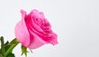 © Dian - macro photo shot  of pink roses and dew drops that are sticking on its, white background