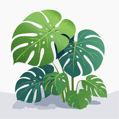 Poster - Vector illustration of a lush Monstera plant with large, vibrant green leaves and a clean, minimalist aesthetic against a white background.