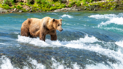 alaskan brown bear looks for salmon in river