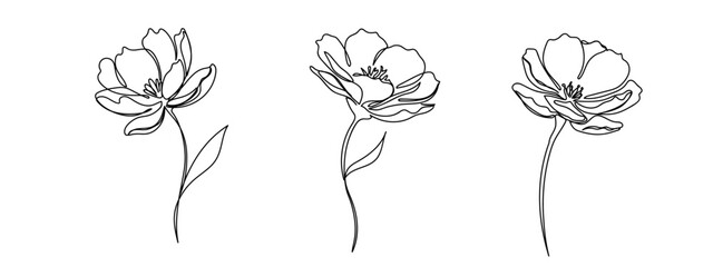 Wall Mural - Continuous line, flower, separate Vector art lines, transparent background, edit stroke.