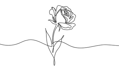 Wall Mural - Continuous line, rose, isolated Vector art lines, transparent background, edit stroke.