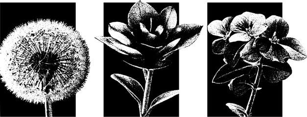 Poster - Minimalist botanical engraving featuring halftone stippling texture of flowers for artistic design
