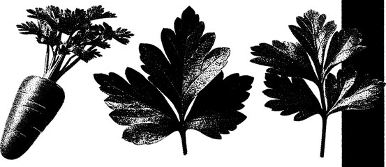 Poster - Minimalist botanical engraving with stippling and halftone texture for natural design concepts
