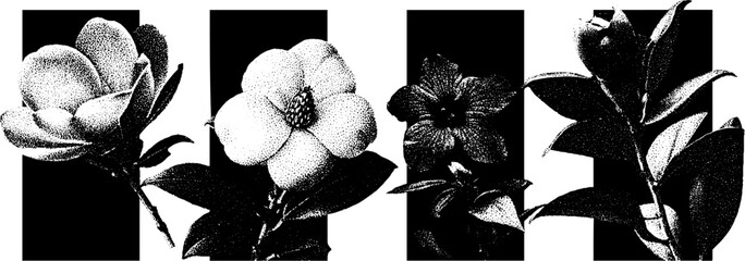 Poster - Minimalist floral engraving featuring stippling and halftone texture for art projects