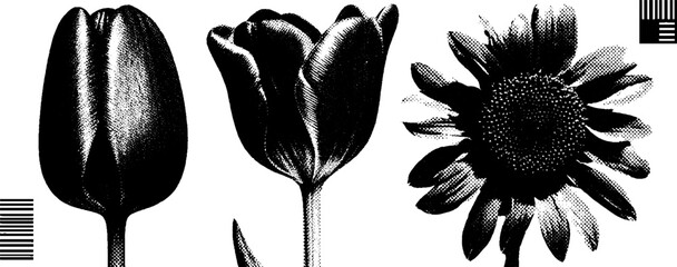 Poster - Minimalist engraving and halftone art of tulip and sunflower flowers for artistic design