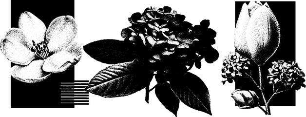 Poster - Minimalist floral engraving with stippling and halftone textures for artistic design