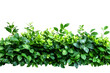 © David - Vibrant green leafy plants nature setting close-up view lush environment for gardening ideas isolated on transparent background