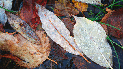Aufkleber - Autumn brown wet leaves lie on the ground as a textured wide background for web banner template page design.