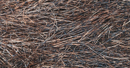 Aufkleber - Autumn grass lies on the ground as a textured wide background for web banner template page design