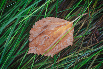 Poster - Autumn red leaf lies on green grass. Autumn season concept for web banner template page design