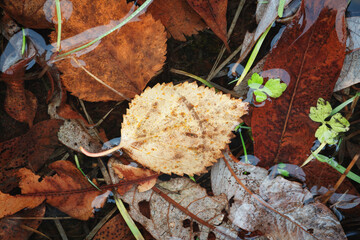 Aufkleber - Autumn brown wet leaves lie on the ground as a textured wide background for web banner template page design