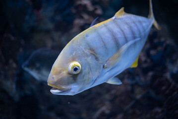 Wall Mural - Golden trevally - Gnathanodon speciosus. Trevally close-up. Trevally fish in an aquarium. 