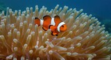 Clownfish in anemone