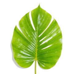 green leaf on white background