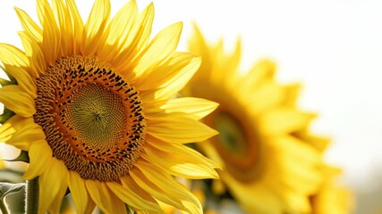 Poster - A bouquet of sunflowers in a vase sitting on a table, perfect for decorative or celebratory purposes