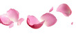 © Muhammad - pink rose petals on white background