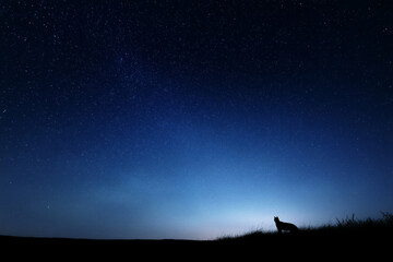 Poster - Silhouette night sky stars landscape animal peaceful nature