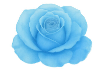 Poster - Beautiful light blue rose blooming, isolated on transparent background, perfect for romantic projects