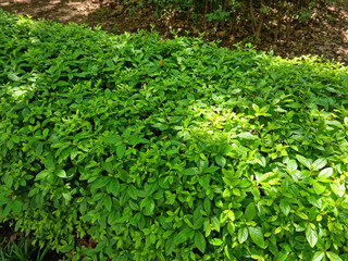 Wall Mural - these are azalea leaves in summer.