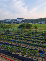 Wall Mural - 
This is a rural landscape in spring.