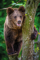 Wall Mural - close bear cub clings to the side of the tree. wildlife scene from nature