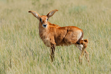 Wall Mural - a small roan antelope (hippotragus equinus) calf in open grassland, mokala national park, south afri