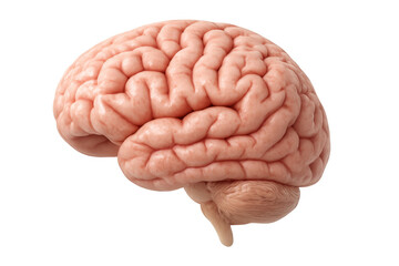 Poster - Highly detailed 3d rendering of a human brain isolated on transparent background, perfect for medical illustrations and educational projects