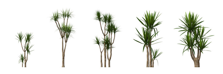 Fototapete - Cut out plants collection on transparent backgrounds. High quality 3d rendering. png format