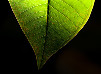 A leaf is shown in a close up, with the veins and the leaf's edge visible