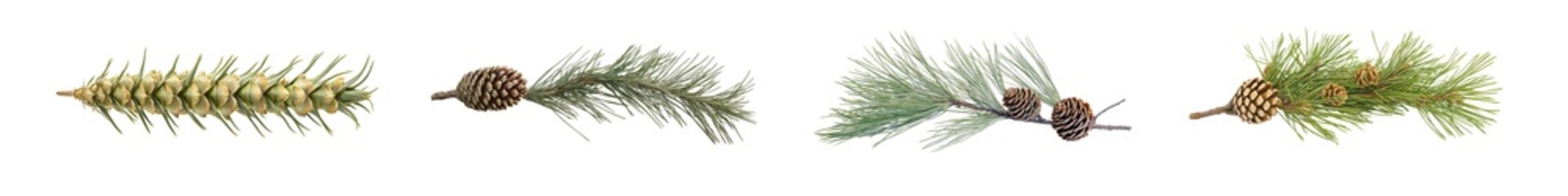 Poster - set of Close-up view of various plant sprigs isolated on transparent background