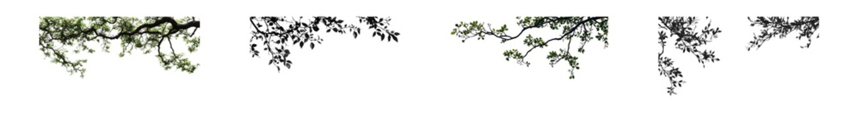 Fototapete - set of Intricate tree branch design with varied tones. isolated on transparent background