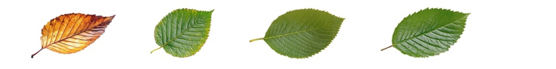 Fototapete - set of leaves displaying varying stages of autumnal color change. isolated on transparent background